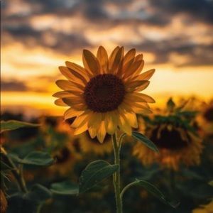 Meet your Posher, Ivette